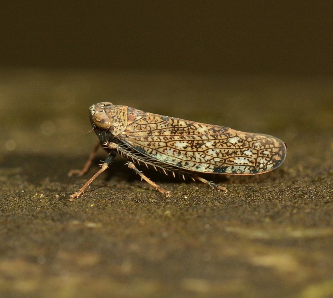 Cicadellidae: Orientus ishidae